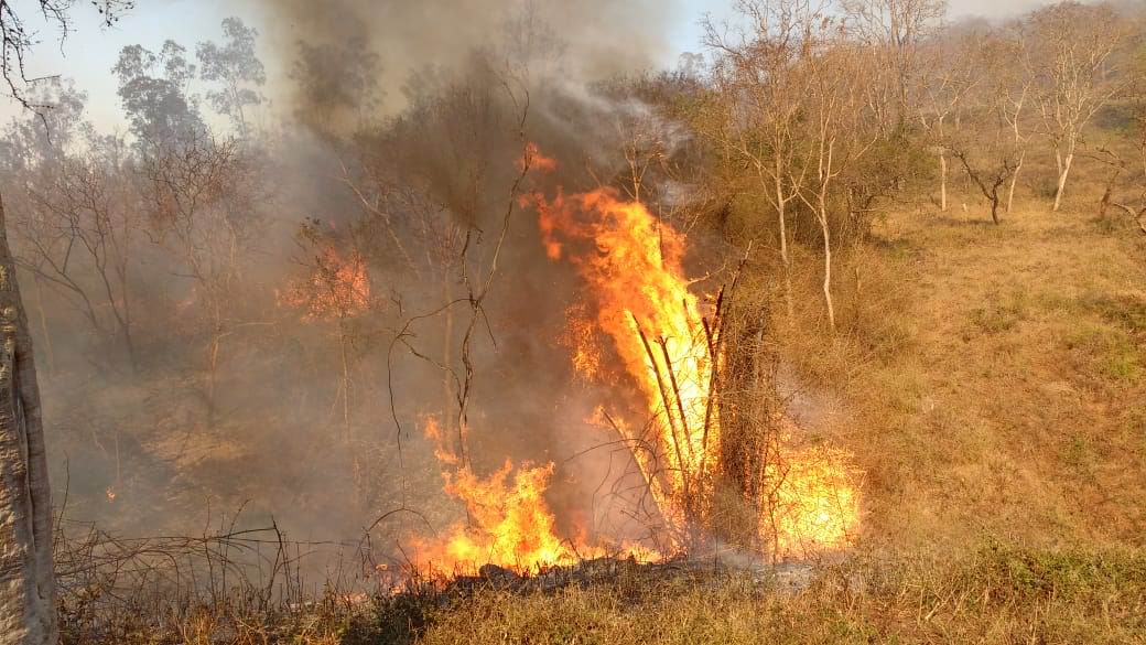 Safari Resumption Could Risk Bandipur In Summer, Fear Wildlife Activists