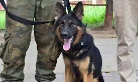 Army, Other Security Forces Intensify Counter‑Terror Offensive Across Jammu Region Army, Other Security Forces Intensify Counter‑Terror Offensive Across Jammu Region