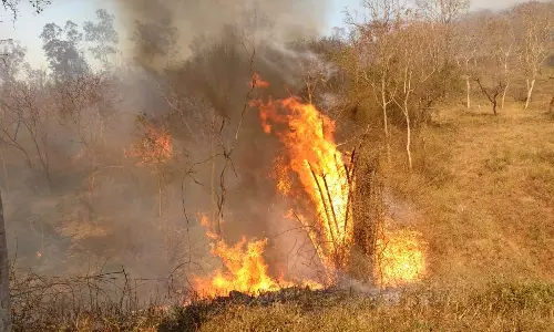 Safari Resumption Could Risk Bandipur In Summer, Fear Wildlife Activists