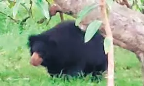 Bear Attacks Man in Kadapa District