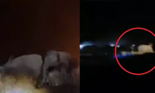 Elephant Herd’s Midnight Rescue Of Calf In Odisha Captivates Villagers