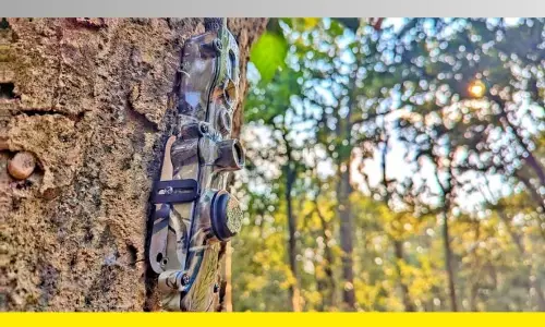 AI-Backed Cameras Leads To Arrest Of Poachers In Odishas Simlipal
