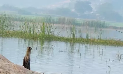 Smooth-coated Otters Spotted In Madiramakka Cheruvu, Penphad Mandal Smooth-coated Otters Spotted In Madiramakka Cheruvu, Penphad Mandal