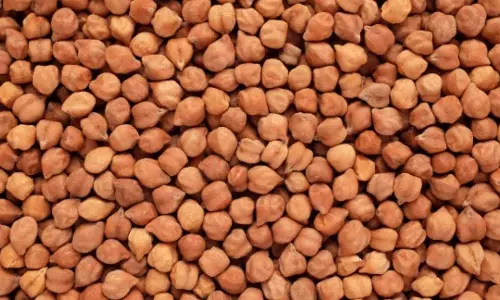 Nellore Administration Begins Bengal Gram Procurement at Rs 5,875 per Quintal