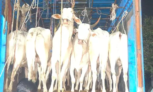 Koppal: 31 Cattle Rescued From Container Lorry, Case Registered