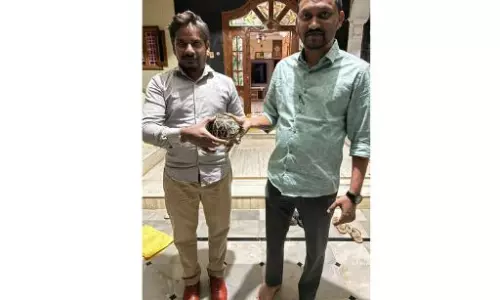 Slow Tortoise Gets a Helping Hand to Escape Forest Fire