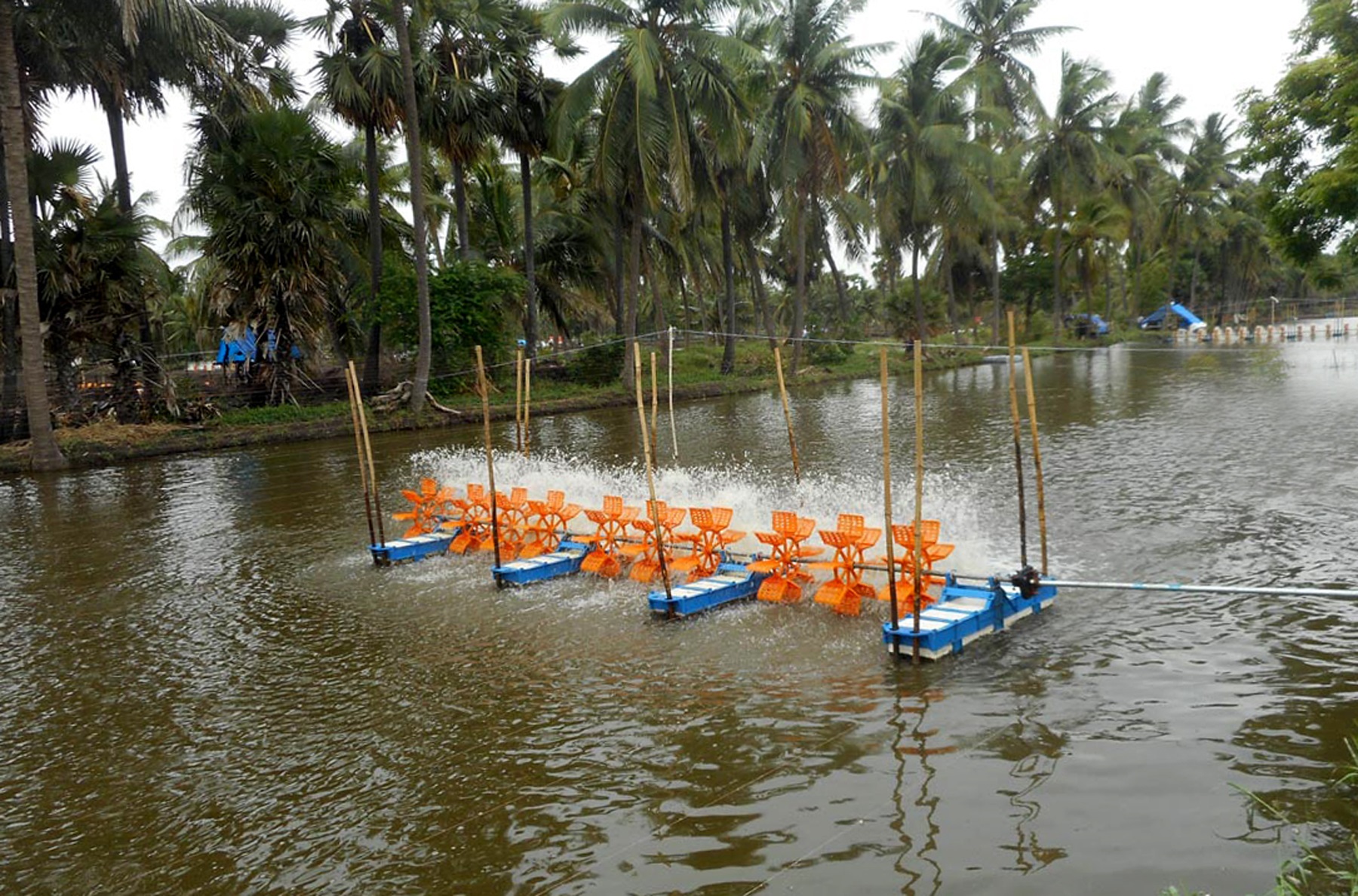 Shrimp Farmers In Dire Straits With Diseases Breaking Out At Aqua Ponds