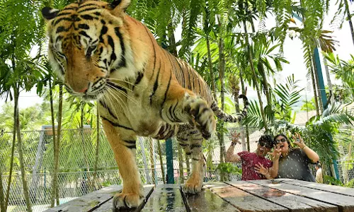 Virus Kills Dozens Of Tigers In Thailand Park