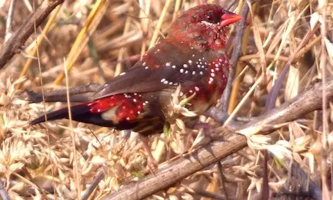 AP Records 320 Bird Species In GBBC 2026, Ranks 12th Nationally