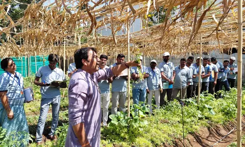 DAESI Team Studies Multilayer Farming Model In Anantapur DAESI Team Studies Multilayer Farming Model In Anantapur