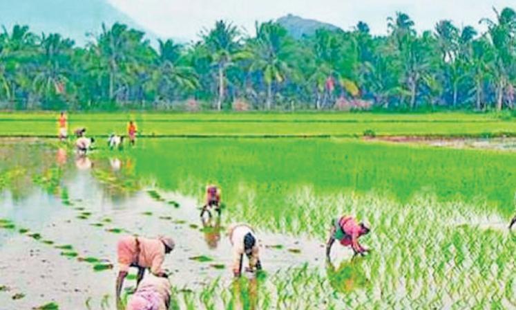 Rain Brings Relief for Farmers in Asifabad