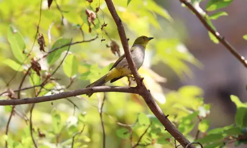 Garuda Atlas Logs 192 Bird Species In Tirupati