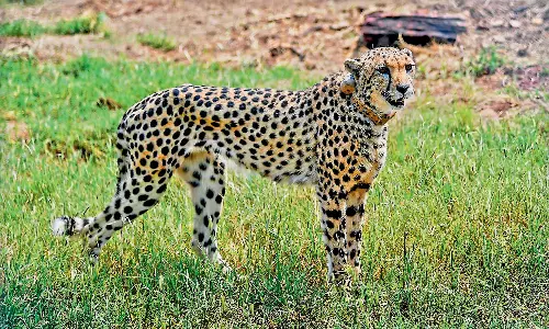 India Hopes To Attain Self-Sustaining Cheetah Population of 60–70 by 2032