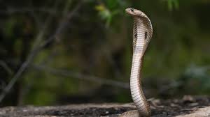 German Tourist Dies After Egypt Snake Bite: Police