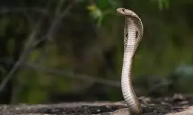 Telangana: Snake Death In Narayanpet Sparks Safety Concerns Telangana: Snake Death In Narayanpet Sparks Safety Concerns