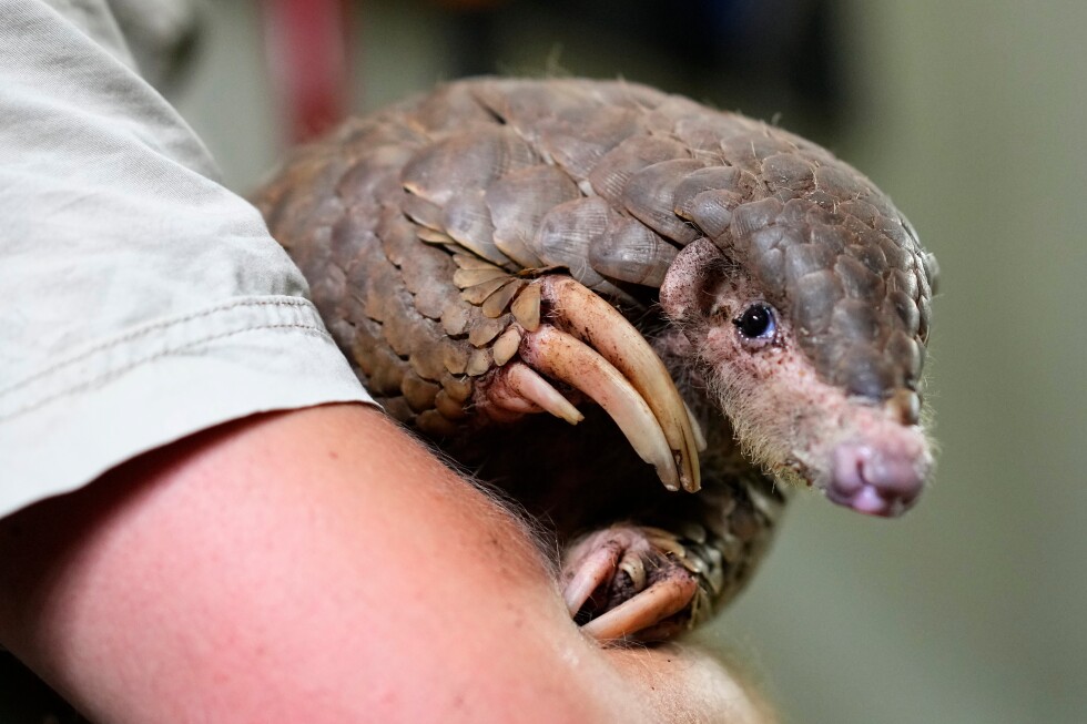Shy, Scaly Anteaters Are The Most Trafficked Mammals In The World
