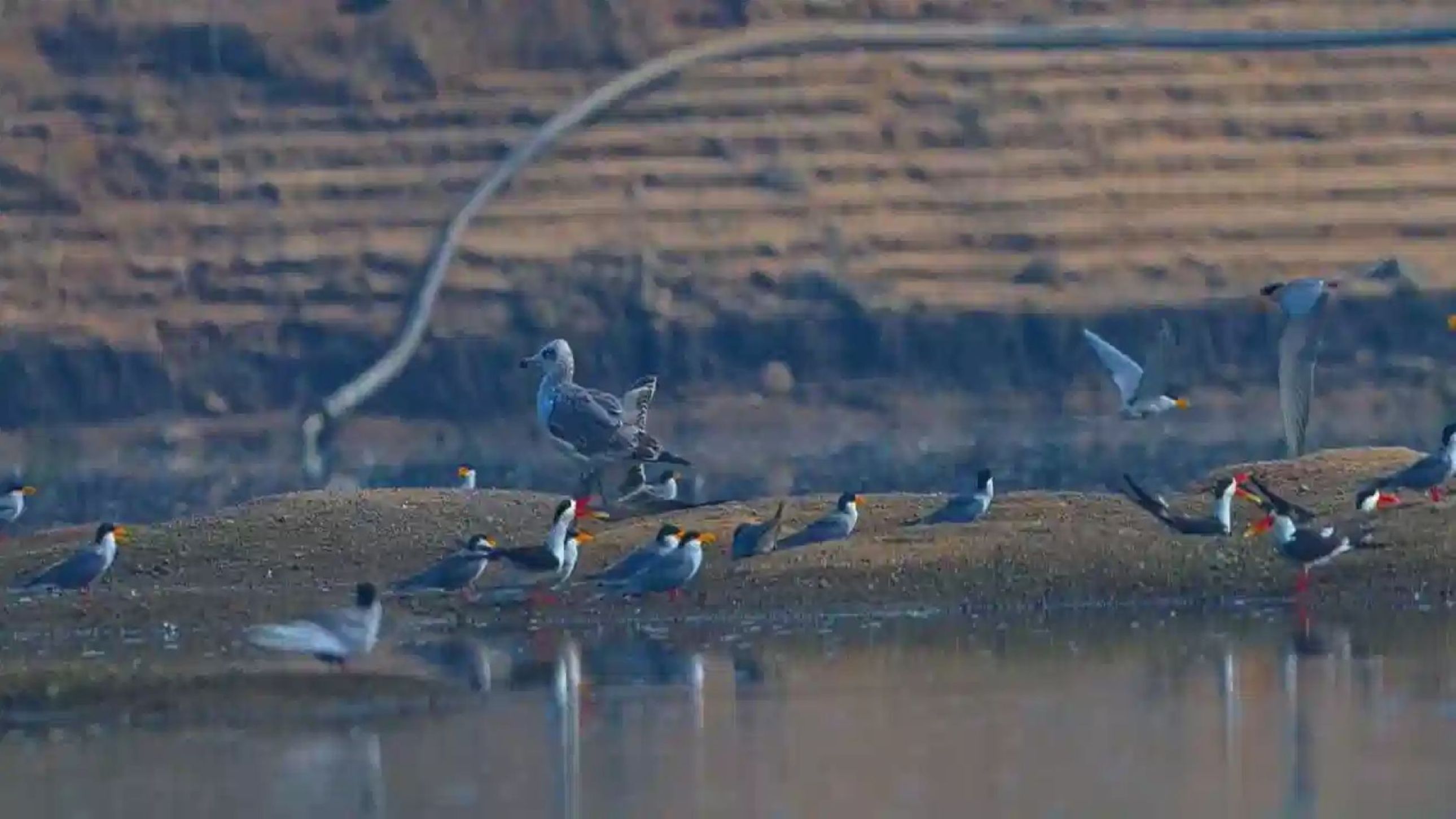 Winged Guests from Siberia, Europe Land Along Manair River Banks