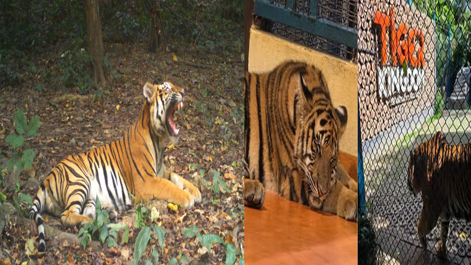 Canine Distemper Virus Kills 72 Tigers at Thailand Tourist Park