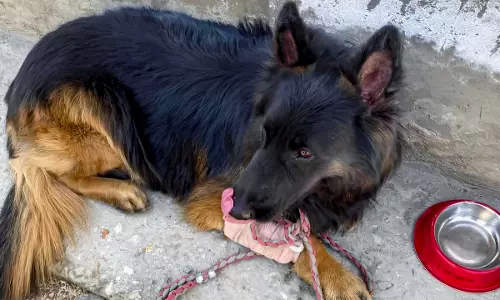 Bullet-Wounded Canine Soldier Tyson Recovering Well: Indian Army