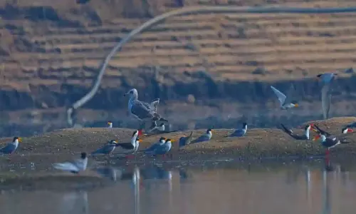 Winged Guests from Siberia, Europe Land Along Manair River Banks