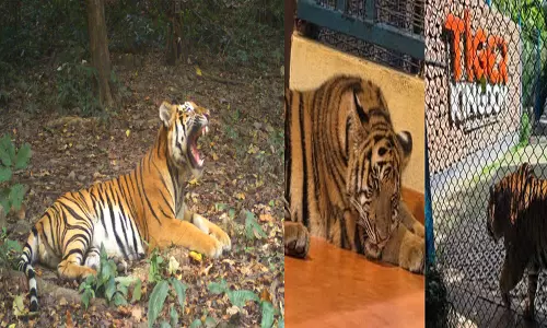 Canine Distemper Virus Kills 72 Tigers at Thailand Tourist Park