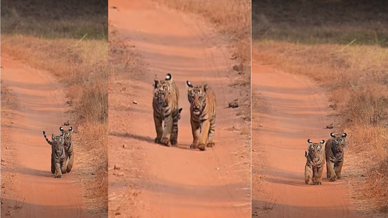 Pics of Tadoba Reserve Twin Tiger Cubs Break The Internet