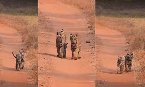 Pics of Tadoba Reserve Twin Tiger Cubs Break The Internet