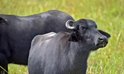 Over 30 Take Anti-Rabies Vaccine After Buffalo Dies In Jagtial