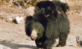Mother Bear, Cub Seen Near Fields in Warangal Village, Forest Staff Step Up Search Mother Bear, Cub Seen Near Fields in Warangal Village, Forest Staff Step Up Search