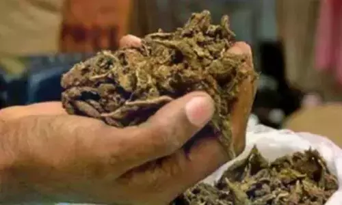 408 Kg Ganja Worth Rs 2.05 Crore Seized In Bhadradri-Kothagudem