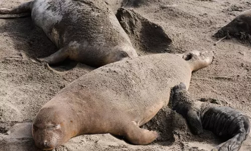 Bird Flu Outbreak In California Killed Dozens Of Elephant Seals Pups