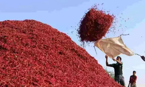 Desi Chilli Prices Hit Record High of Rs.50,000 per Quintal at Enumamula Market Desi Chilli Prices Hit Record High of Rs.50,000 per Quintal at Enumamula Market