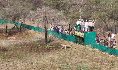 9 Botswana Cheetahs Land in Kuno; Indias Total Reaches 48