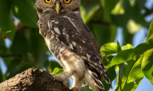 Endangered’ Forest Owlet Sighted In Kuno National Park, Home To Cheetah, Considered Extinct In 1884