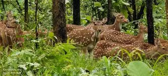 Deer Rescued From Telugu Ganga Canal In Kadapa Deer Rescued From Telugu Ganga Canal In Kadapa