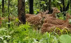 Deer Rescued From Telugu Ganga Canal In Kadapa