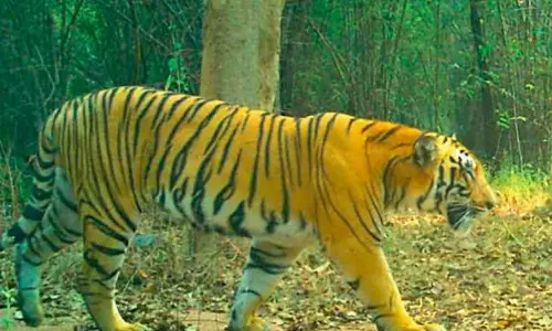 Forest Officials Track Tiger Near Kawal Reserve