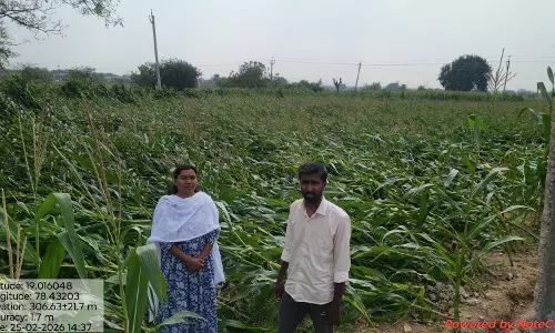 Unexpected Rains Damage Maize, Jowar Crops In Nirmal District