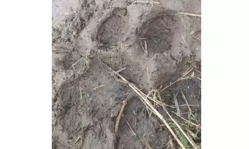 Tiger pugmarks found near Suramma Project, high alert in Jagtial