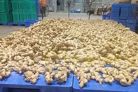 Assam Starts Exporting GI-Tagged Karbi Anglong Ginger To London