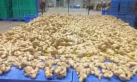 Assam Starts Exporting GI-Tagged Karbi Anglong Ginger To London