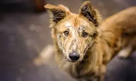 Rabid Dog Rampage Injures 25 In Vemulawada