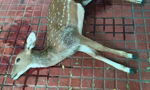 Deer Found Dead Near Alipiri; Leopard Attack Suspected