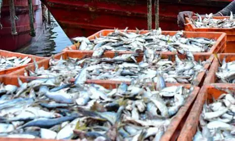 West Asia War: $300m Worth Seafood Stuck in Indian Ports