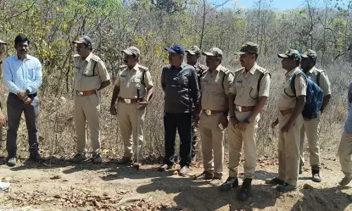 Tiger Sighted During Forest Combing in Kammarpally Range