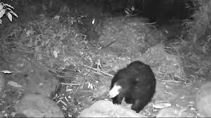 Black Bear’s Presence Reveals Assam’s Wildlife Conservation Efforts: CM Sarma Black Bear’s Presence Reveals Assam’s Wildlife Conservation Efforts: CM Sarma