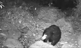 Black Bears Presence Shows Assams Wildlife Conservation Efforts: CM Sarma