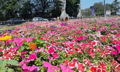 Colourful Hyderabad Blossoms in Spring