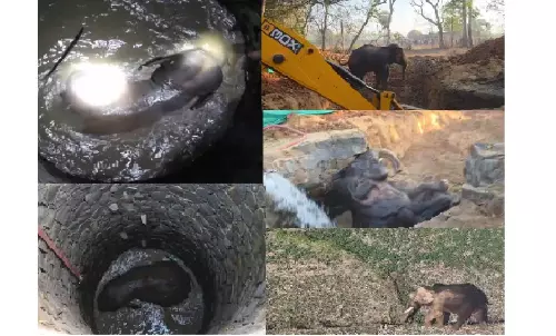 Odisha Uses Archimedes’ Principle To Rescue Elephant Trapped In 30-Foot Well