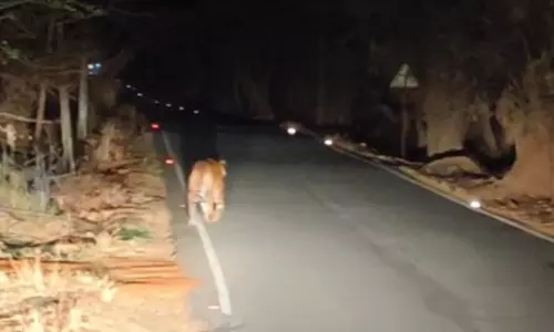 Tigers Taking To The Road